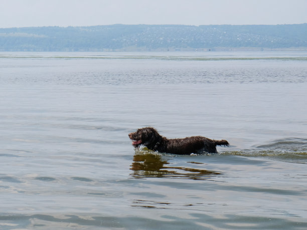 猎狗-德拉塔在河里嬉戏图片下载