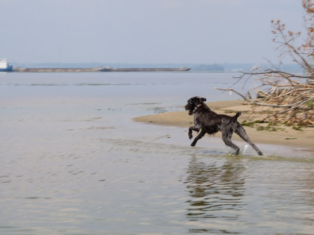 猎狗-德拉塔在河里奔跑图片下载