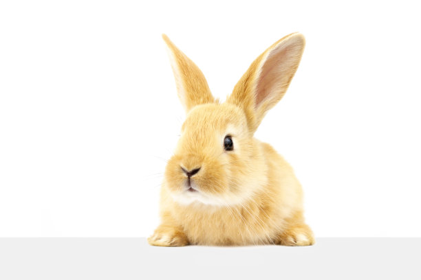 一只家兔看着指示牌。图片下载