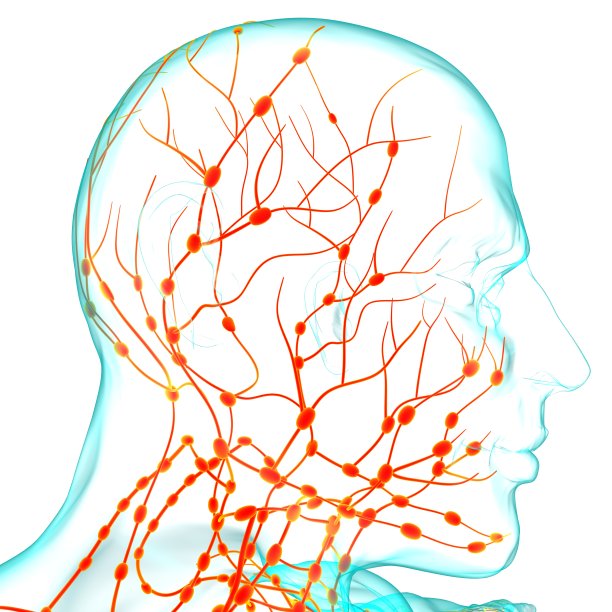 人体淋巴结解剖用于医学概念3D渲染图片下载
