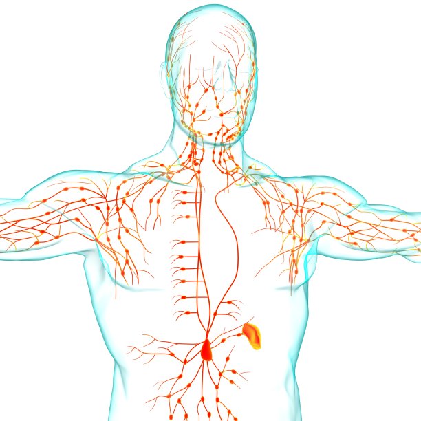 人体淋巴结解剖用于医学概念3D渲染图片下载