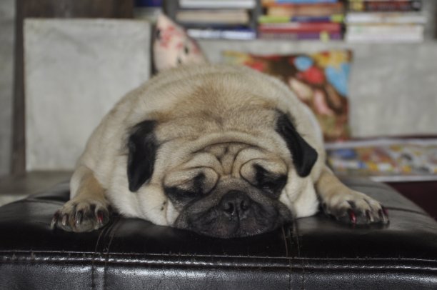 一只筋疲力尽的小狗在休息图片下载