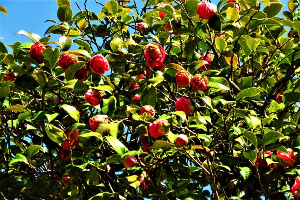 有红色花朵的山茶花丛。图片下载
