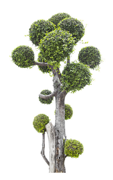 树孤立的白色背景图片下载