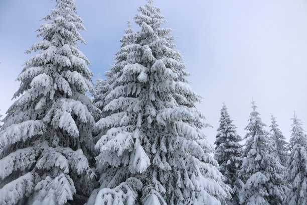 树上覆盖着雪花图片下载