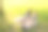 两个可爱的白种女孩姐妹在公园里玩，笑，吃，交流图片下载