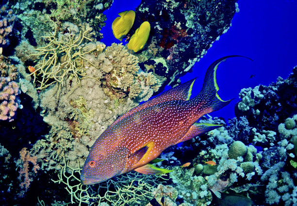 沉船中的珊瑚石斑鱼图片下载