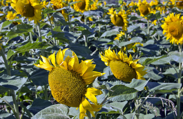 向日葵图片下载