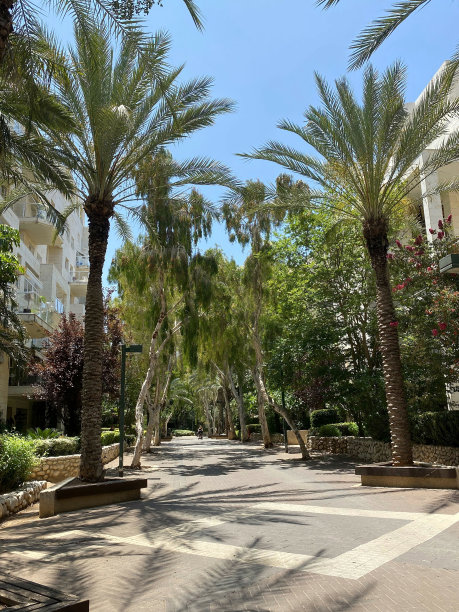 南部城市棕榈树和桉树的步行街图片下载