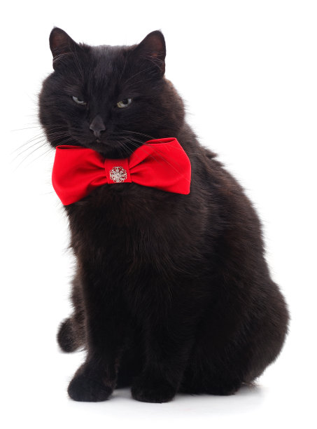 小猫在蝴蝶。图片下载