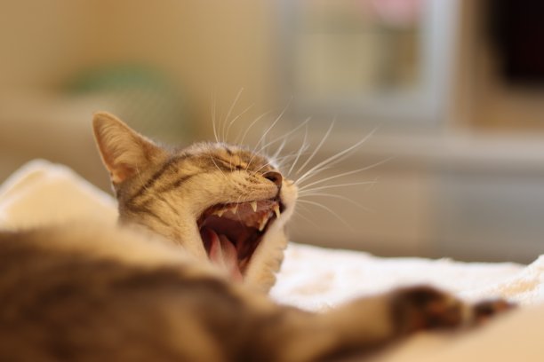 大打哈欠猫美国短毛猫。图片下载