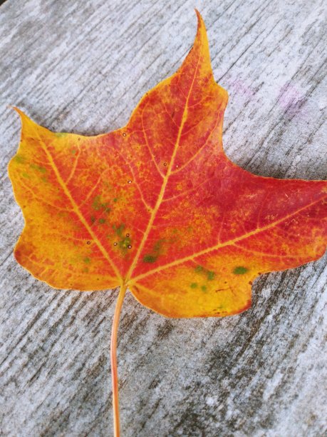 早期的改变图片下载