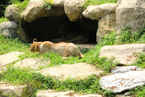 狮子和狮子图片下载