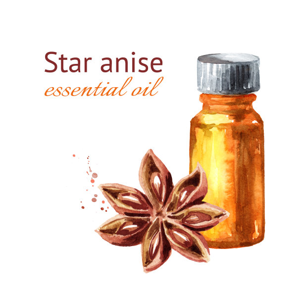 一瓶八角茴香精油。手绘水彩插图孤立的白色背景图片下载