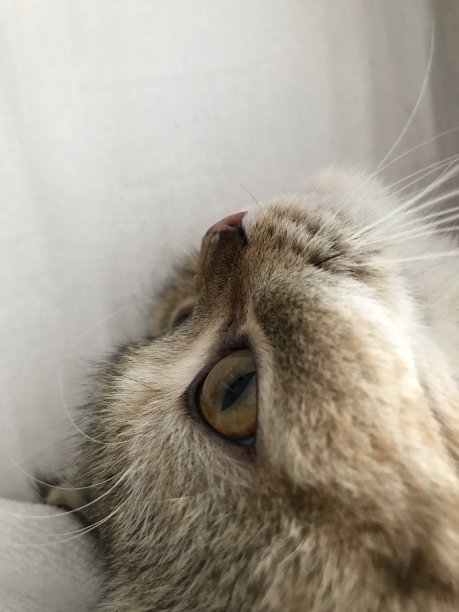 猫的眼睛图片下载