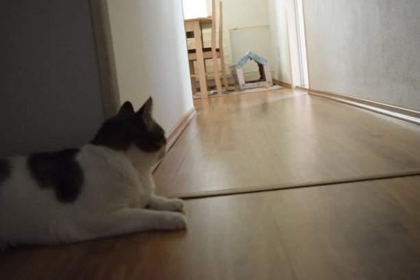 猫在房子前面图片下载