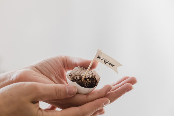 女人女孩手捧可爱的鸡蛋用植物微绿色种子环保素食图片下载