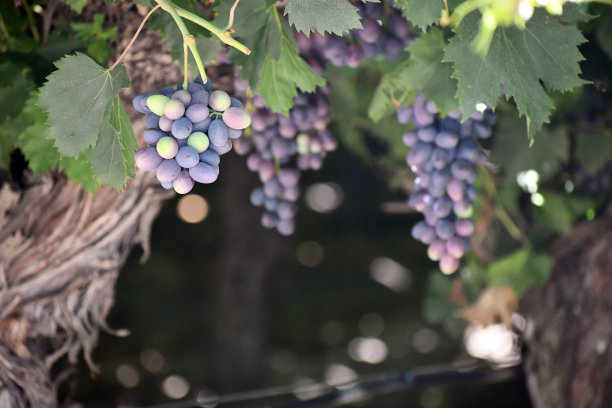 黑葡萄长在树上的特写镜头图片下载