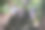 黑葡萄长在树上的特写镜头图片下载