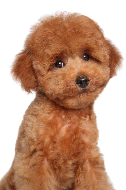 白色背景上的玩具狮子狗狗图片下载