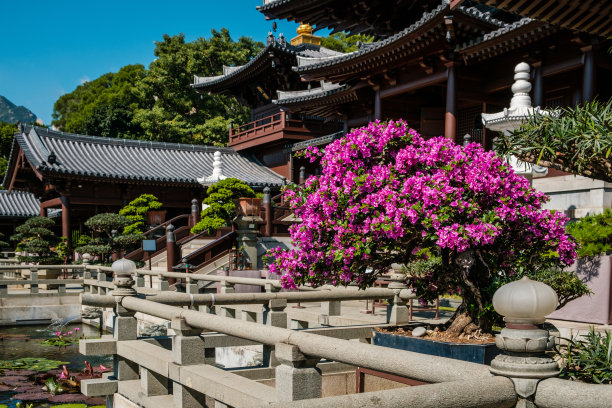 香港佛教寺院赤莲庵中国花园的树木盆景图片下载