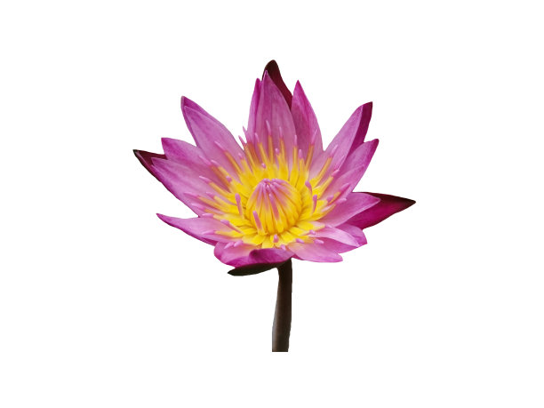 盛开的粉红色荷花孤立在白色的背景。图片下载