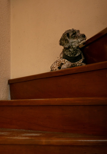 在楼梯台阶上休息的狗图片下载