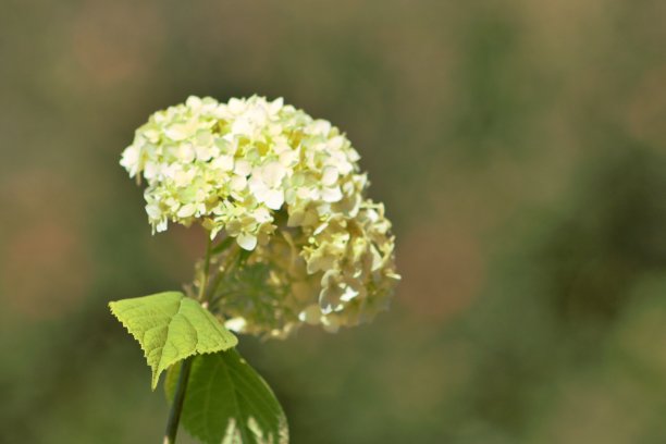 绣球花图片下载