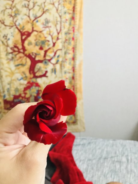 红玫瑰图片下载