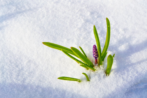 在早春的花园里，花生长在雪中图片下载