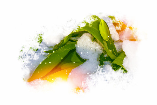 在早春的花园里，花生长在雪中图片下载