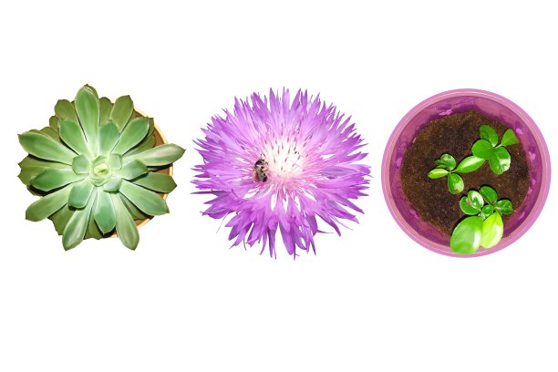 三种植物:月季，矢车菊，橘子。图片下载