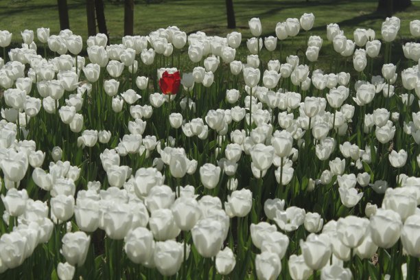 白色郁金香图片下载