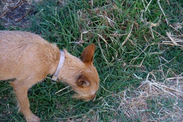 嗅探犬图片下载