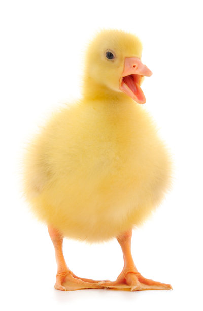 一个小高斯林。图片下载