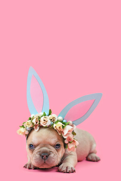 小小的法国斗牛犬小狗打扮成复活节兔子与蓝色纸兔子耳朵头带与粉红色的背景与复制空间图片下载