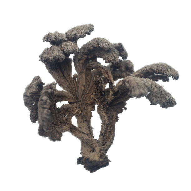 裂褶菌或裂鳃菌。蘑菇。香菇保健品。图片下载