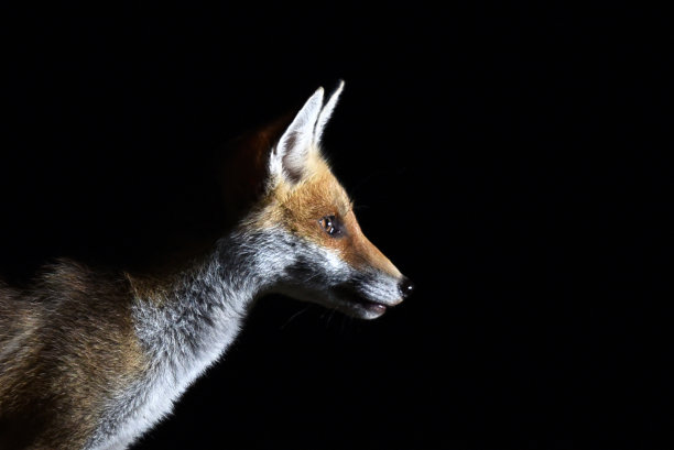 红狐狸幼崽图片下载