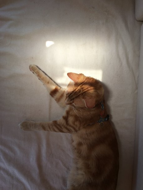 黄色的小猫躺在白色的背景上图片下载