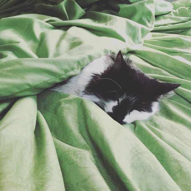 睡着了。图片下载