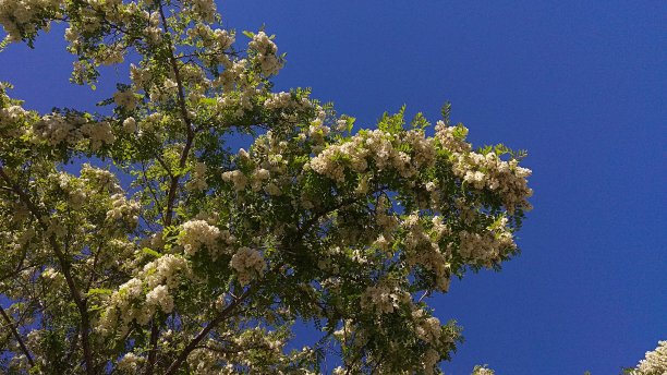 花期繁茂的假金合欢树顶:低垂的总状花序，芳香，紫藤状，白色的花和羽状的复叶，在蓝天的映衬下，沿着上面的枝条。图片下载