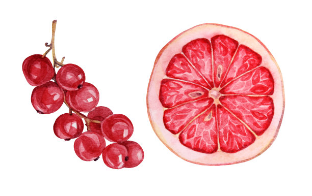 设置水彩分支与红色的秋天浆果和切片红葡萄柚孤立在白色的背景。葡萄，越橘，蔓越莓，红醋栗图片下载