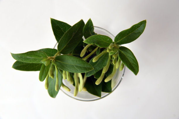 金银花图片下载