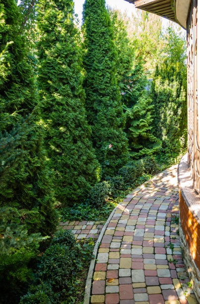在乡村房子附近的高西部杜嘉树篱(杜嘉西花蓟)。前景是Meyeri巨大的有鳞刺柏丛。特写镜头。常青花园景观。设计的自然概念。图片下载