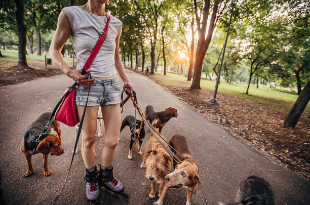 女职业遛狗者在公园里穿着旱冰鞋遛狗图片下载