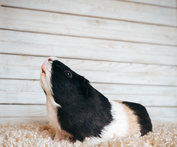 豚鼠听到了气味，等待食物。一个可爱的宠物肖像在羊毛和木制的背景。复制版面、海报、广告。肥厚而饥饿的猪。美丽的图片。图片下载