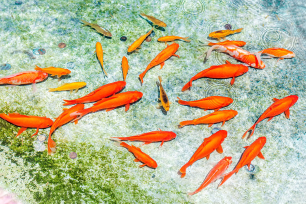 金色琥珀和锦鲤在喷泉清澈的水里游泳。红鱼创意壁纸图片下载