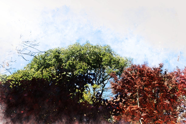 抽象的彩色树枝树在森林中的水彩画背景。图片下载