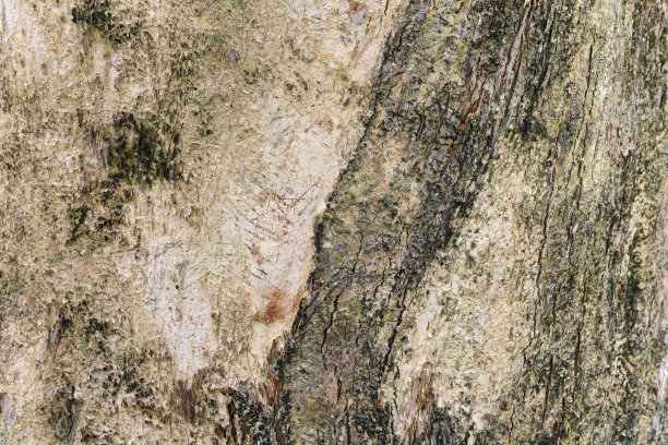 破旧的树皮上覆盖着绿色的苔藓。高度详细的树皮纹理的特写视图。自然木纹图案背景。全景的风格。抽象、编织、风化、腐朽。图片下载