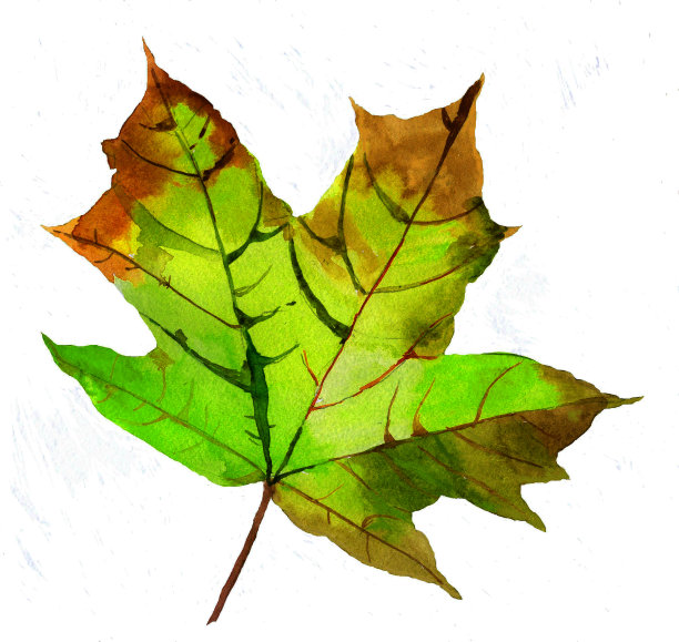 水彩绿棕色枫叶插图。图片下载
